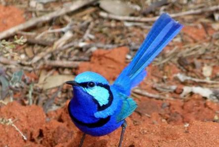Самые красивые птицы мира: фото и названия